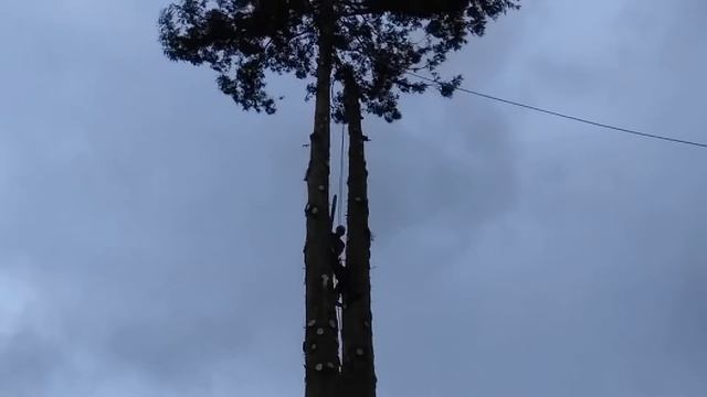 100' redwood fall смотреть онлайн
