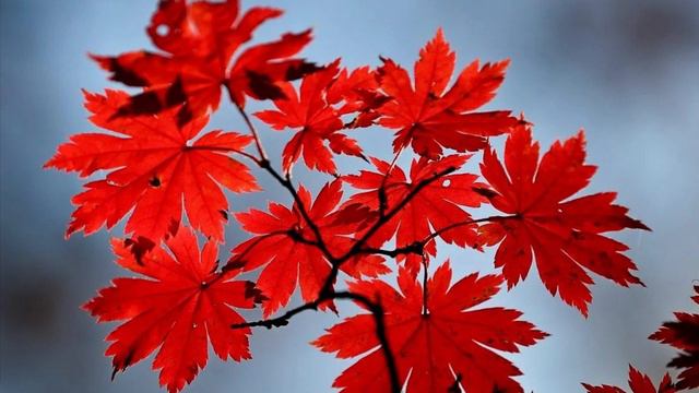 904. ♫ . Ennio Morricone – «Le vent, le cri (Premier thème)», 1981 ,к/ф «Профессионал» смотреть онлайн