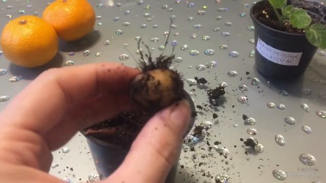 Как сохранить глоксинии зимой? Укладываем спать смотреть онлайн