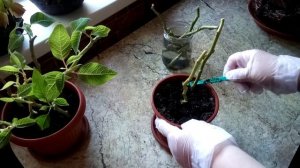 КАК РАЗМНОЖИТЬ ПУАНСЕТТИЮ ЧЕРЕНКОМ БЕЗ КОРНЕЙ.