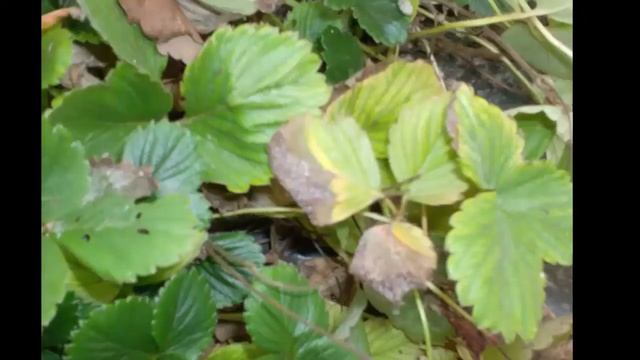 Botrytis cinerea - Gaeumannomyces graminis var. tritici (take-all) смотреть онлайн