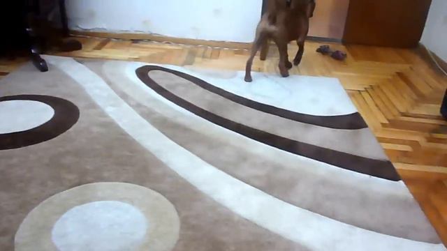 Немецкий Боксер Роки 4 мес. смотреть онлайн