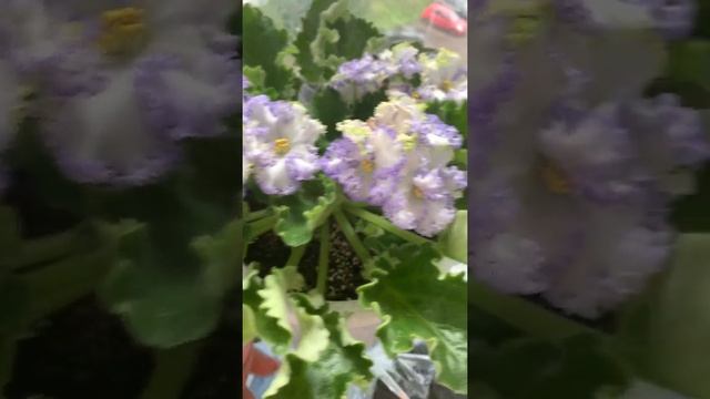 Помогите пожалуйста определить сорт фиалки! смотреть онлайн