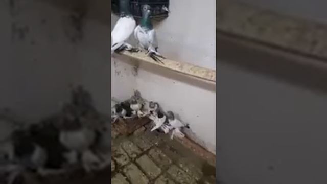 Мои голуби Лалаки и Воки смотреть онлайн