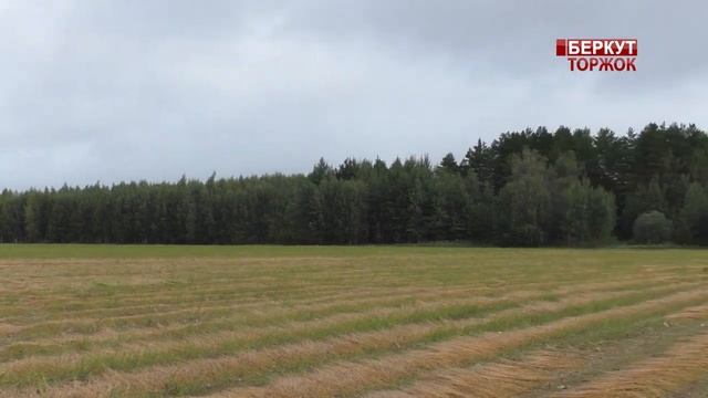 АО "Лёнпром" теребит лён-долгунец, уборка урожая. Льняной Союз, ООО "Пасечник" смотреть онлайн