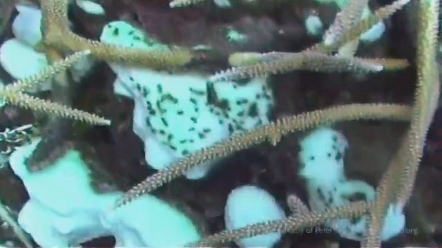 Altered Ecosystem - Coral Reefs смотреть онлайн