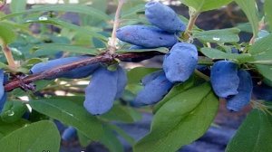 Сорта жимолости для Сибири сладкие