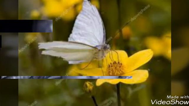 Несчастная любовь.... смотреть онлайн