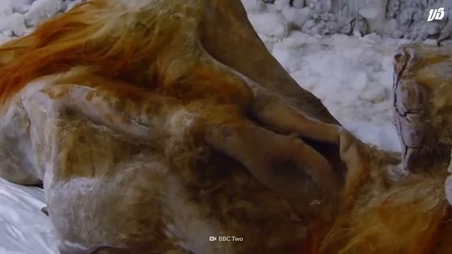 Woolly Mammoth VS Elephant смотреть онлайн