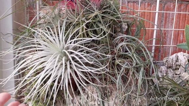 Тилландсии-Посадка на Блок и Цветение-Tillandsia tricholepis-Tillandsia ionantha смотреть онлайн