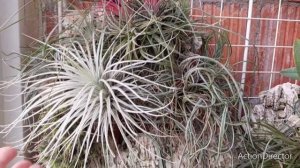 Тилландсии-Посадка на Блок и Цветение-Tillandsia tricholepis-Tillandsia ionantha