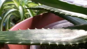 Комнатные растения. Алоэ Вера: уход, цветение, посадка, освещение, температура, полив, подкормка