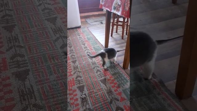 My cat - Figaro смотреть онлайн