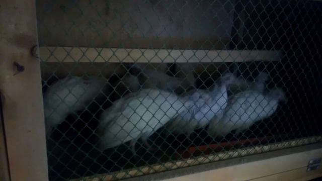 Цесарки в нашем хозяйстве;) смотреть онлайн