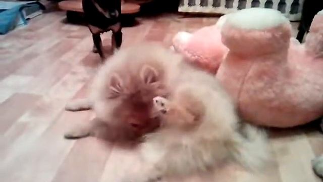 Мой шпиц Джокер (Эфенди от Панды Шарм) смотреть онлайн