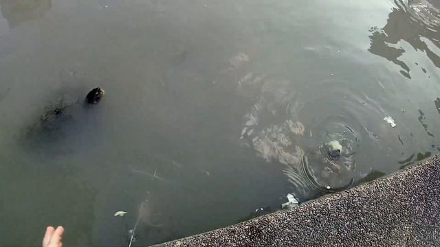 Вместо уток - черепахи