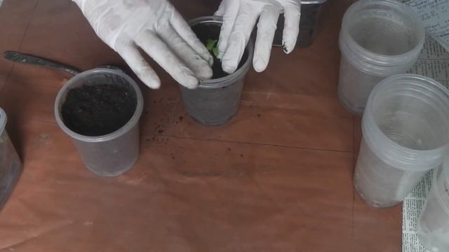 ПИКИРОВКА  РАССАДЫ ФИЗАЛИСА ЗЕМЛЯНИЧНОГО, КОГДА И КАК ПИКИРОВАТЬ