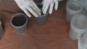 ПИКИРОВКА  РАССАДЫ ФИЗАЛИСА ЗЕМЛЯНИЧНОГО, КОГДА И КАК ПИКИРОВАТЬ