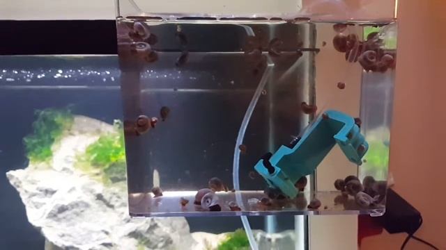 Blue Ramshorn Snail Unboxing, Acclimation, and Time Lapse - Won on Aquabid - RomaAquatics.com ? смотреть онлайн