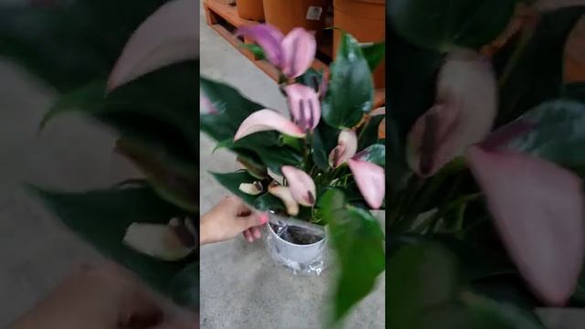 Антуриум Андрианум Зизу смотреть онлайн