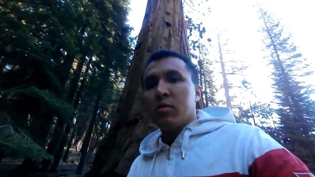 В лесу секвойи Калифорния смотреть онлайн