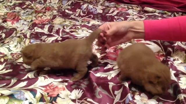 Шотландские котята окрас Циннамон из питомника Cats Style смотреть онлайн