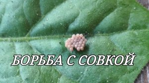 БОРЬБА С СОВКОЙ, ПРОСТО И ЭФФЕКТИВНО.
