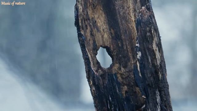 Нежная музыка для души и ЖИЗНИ ⛈️? шум дождя Успокаивает нервную систему смотреть онлайн