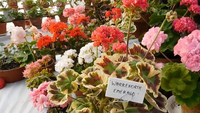 Favorite pelargonium of the week, 3 of them . смотреть онлайн