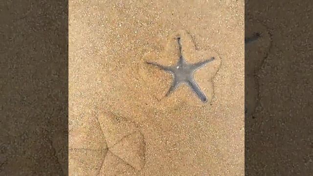 Морские звезды в Аравийском море смотреть онлайн