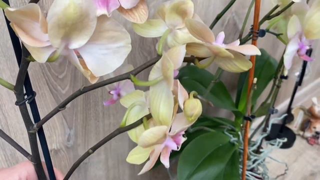 Одной покупкой не обошлось! Привезла шестилетнюю домашнюю орхидею габаритного размера!💪💪💪🥰🥰🥰 смотреть онлайн