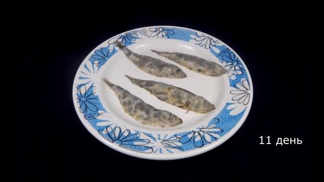 Килька портится за 21 день. Таймлапс [Испортить все!]