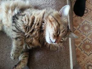 Ветлужские коты. Часть 2