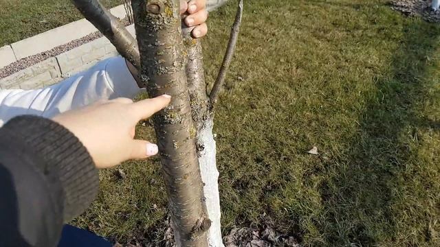 Жизнь в деревне весной. Как и зачем белить деревья смотреть онлайн