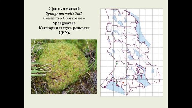 «Новое издание Красной книги Республики Карелия» смотреть онлайн