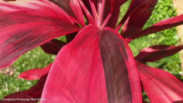 Cordyline Fruticosa 'Red Sister' | Ornamental Shrubs & Trees | 🇵🇦 Panama | смотреть онлайн
