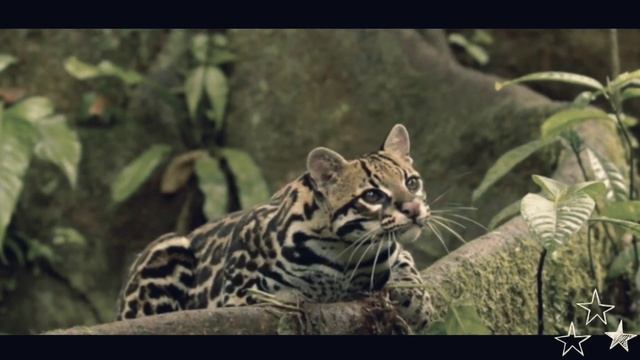 Дикие животные. Кот Оцелот маленькая игрушка или маленький хищник? смотреть онлайн