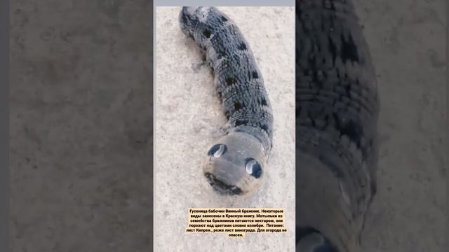 Гусеница бабочки Винный бражник. Не опасна для огорода. смотреть онлайн