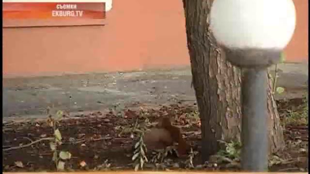 Белка поселилась в центре Екатеринбурга смотреть онлайн