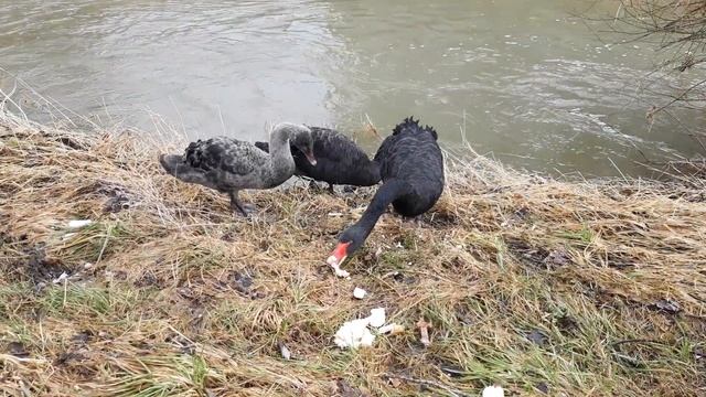 Домашние черные лебеди
