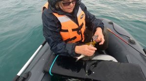 ловим селёдку в Чёрном море