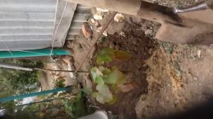 Сажаю виноград, Аметистовый