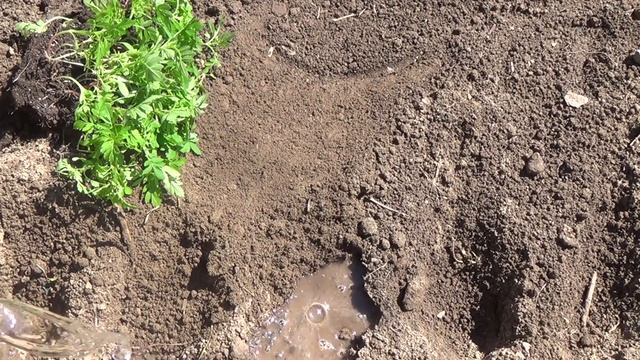 Как высадить в открытый грунт рассаду бархатцев