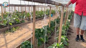 ПОДВЯЗКА ПЕРЦЕВ В ТЕПЛИЦЕ