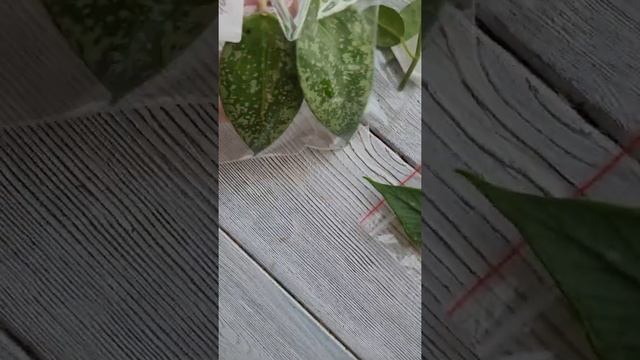 Укоренение хойи. Корни в зип пакете. смотреть онлайн