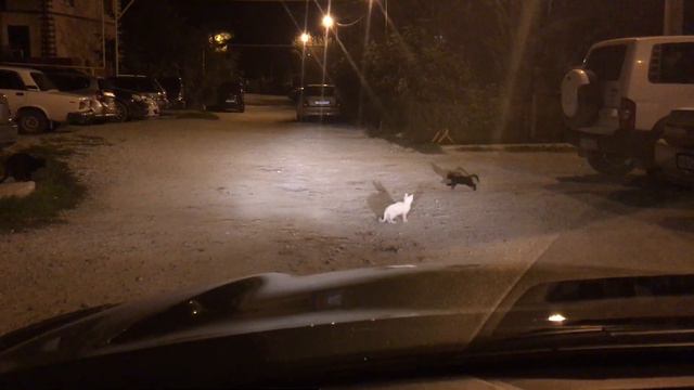 ночные игры котят: принцип домино смотреть онлайн