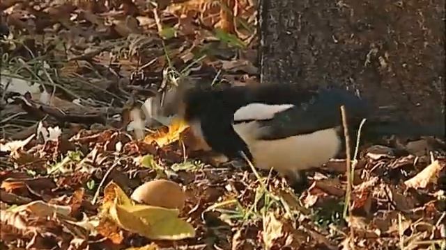 Сорока и яйцо смотреть онлайн