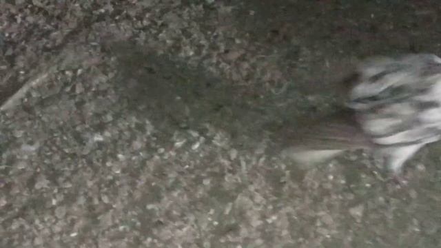 да уже 2 раз упала на ноги голубы смотреть онлайн