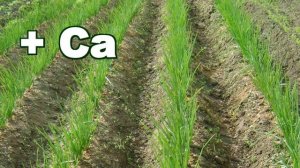 Нехватка кальция на луке! Почему желтеют кончики листьев лука? Болезнь лука.