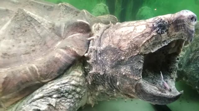 черепаха с червями во рту, охотится на рыбу! Грифовая черепаха/ Vulture Turtle in the aquarium смотреть онлайн